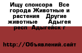 Ищу спонсора - Все города Животные и растения » Другие животные   . Адыгея респ.,Адыгейск г.